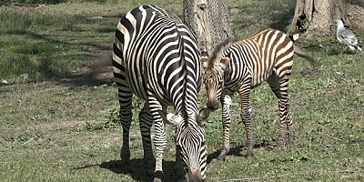 Zebra ailesine 3 yeni üye