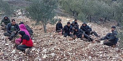 Zeytinlikte yakalandılar