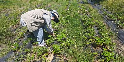 Ziraat mühendisleri pestisit kalıntısı denetimlerini yaptı