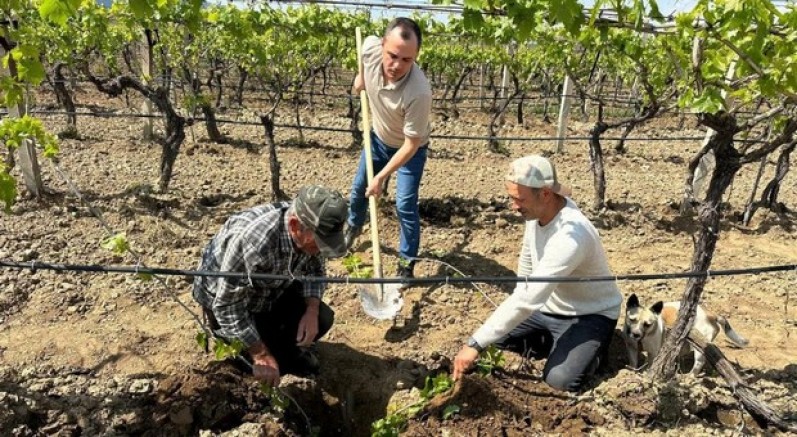 TARİŞ’ten bağlara yakın takip