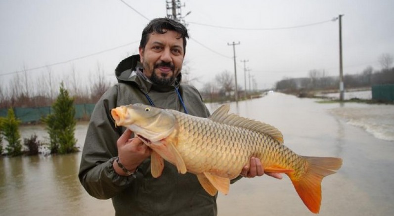 Tarlada sazan bereketi