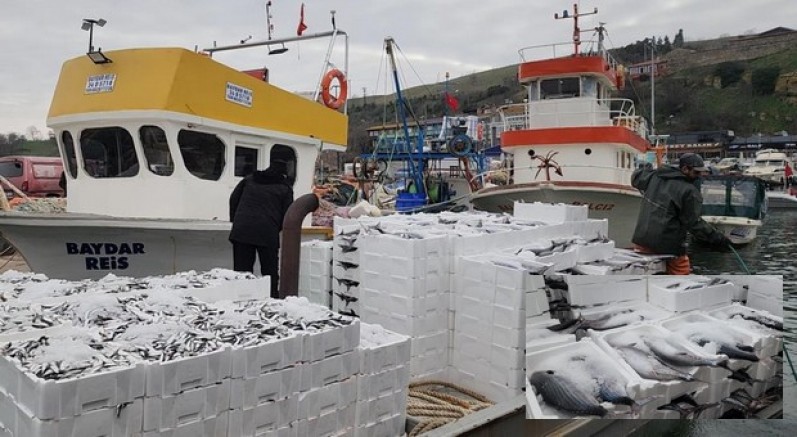 Tekirdağ açıklarında torik bereketi