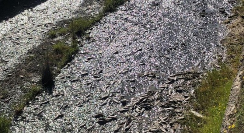 Tekirdağ'da gölde toplu balık ölümleri 