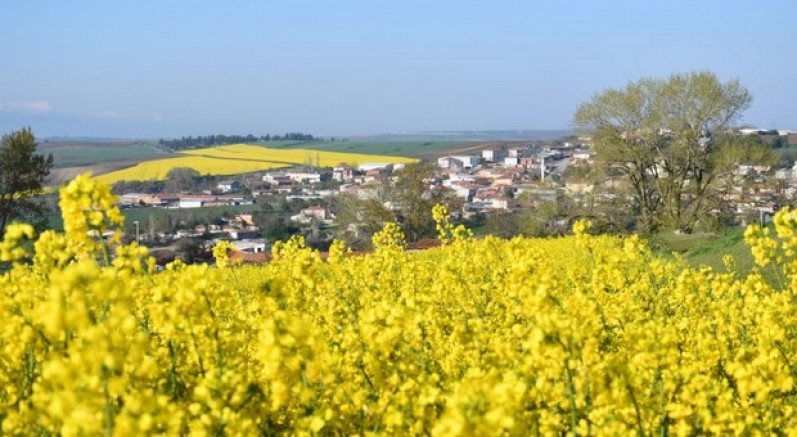 Tekirdağ sarıya büründü