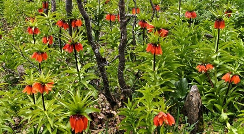 Ters laleler görsel şölen sunuyor