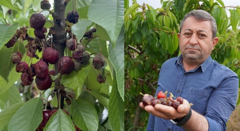 Tokat'ta aşırı yağış kirazı vurdu