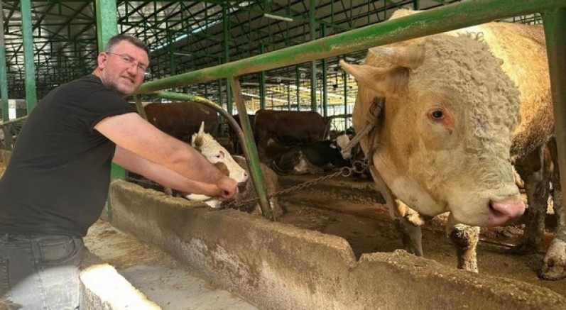 Tonluk boğayı 400 bin liraya sattı