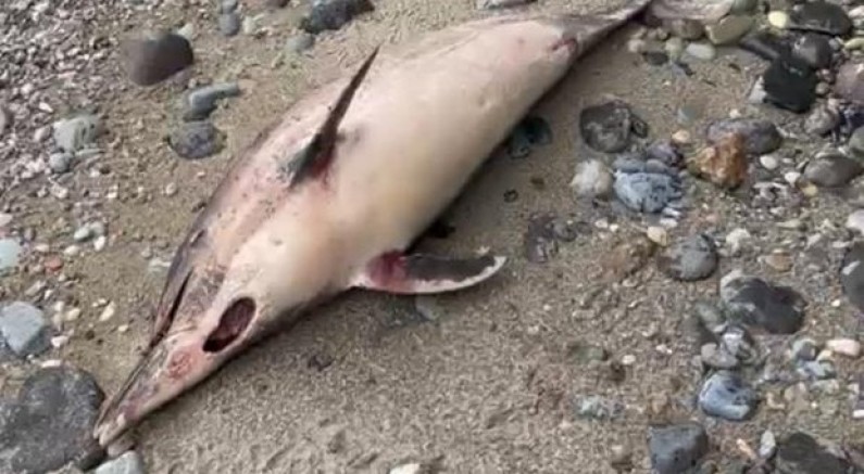 Trabzon'da yunus balığı ölümleri