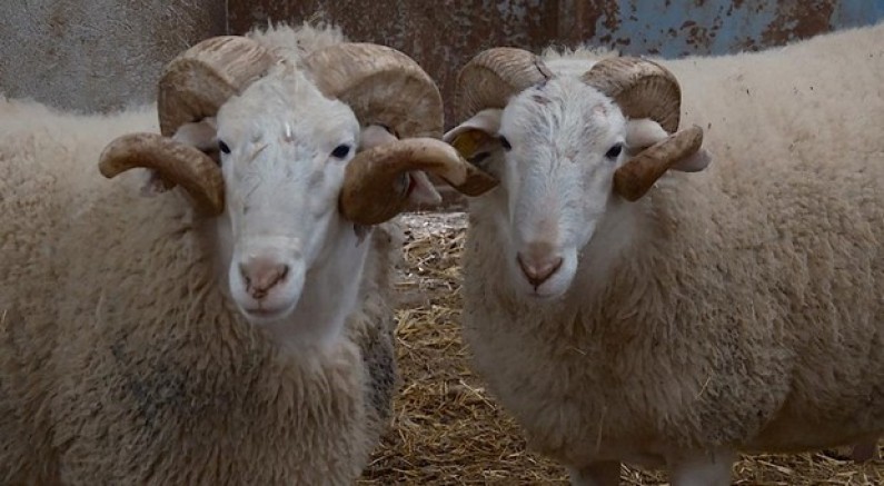 Türkiye'nin en değerli koçları rekor fiyatlara satılıyor