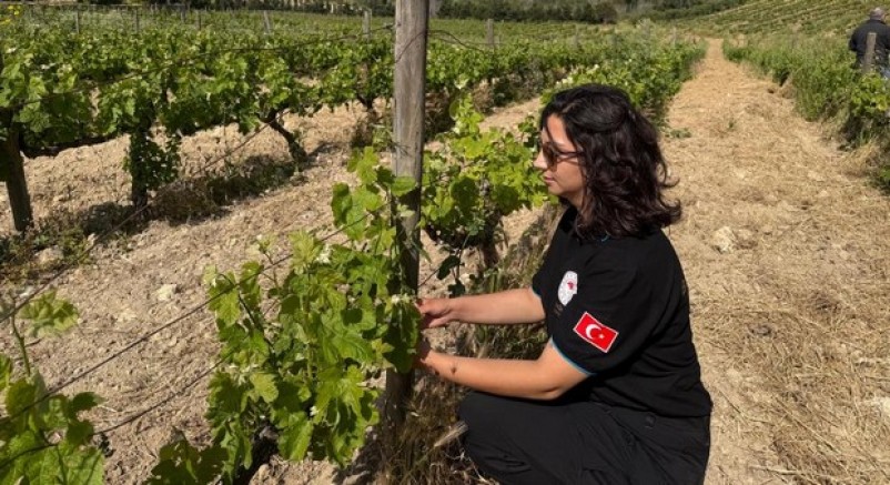 Üreticiler bağ külleme hastalığına karşı uyarıldı
