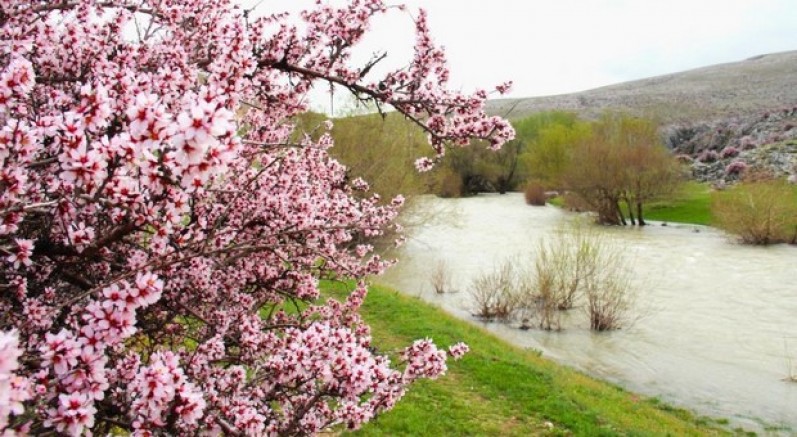 Yabani bademler pembe çiçek açtı