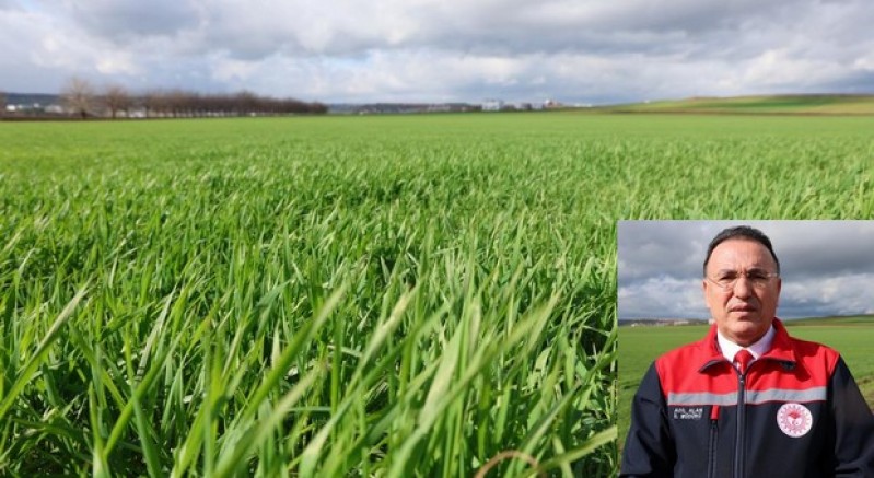 Yağışlar arttı, rekoltede artış bekleniyor