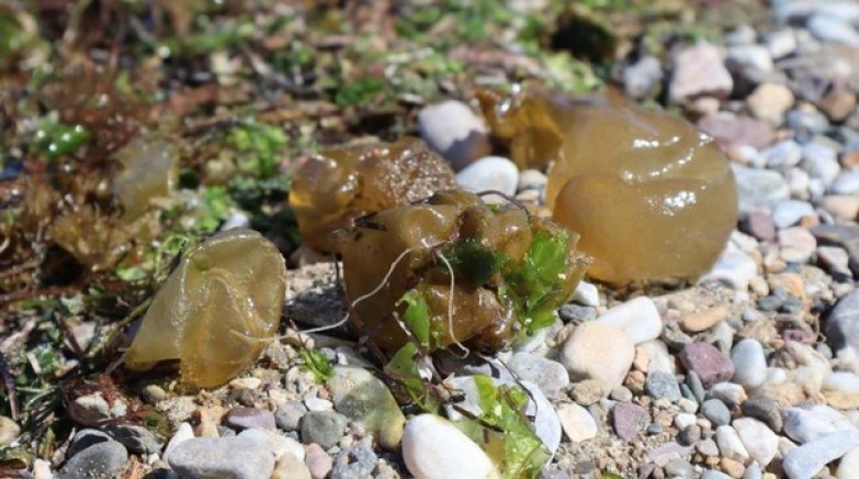 Yalova sahilinde istilacı yosun türü