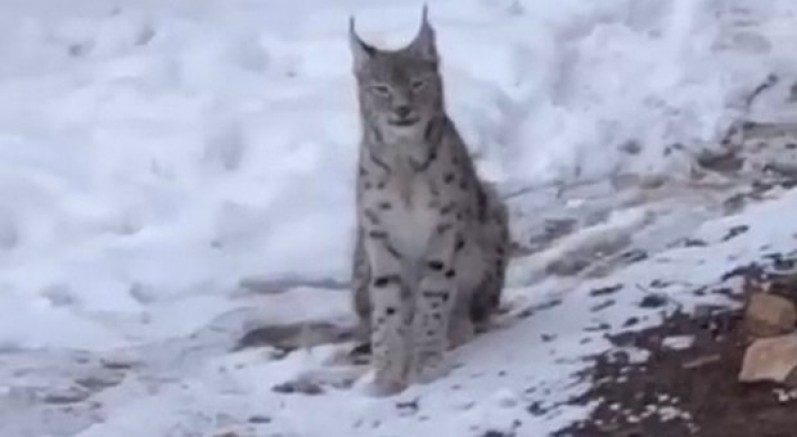 Yerleşim alanında vaşak görüntülendi