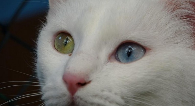 Yılda üç kez kızgınlık dönemine giriyor