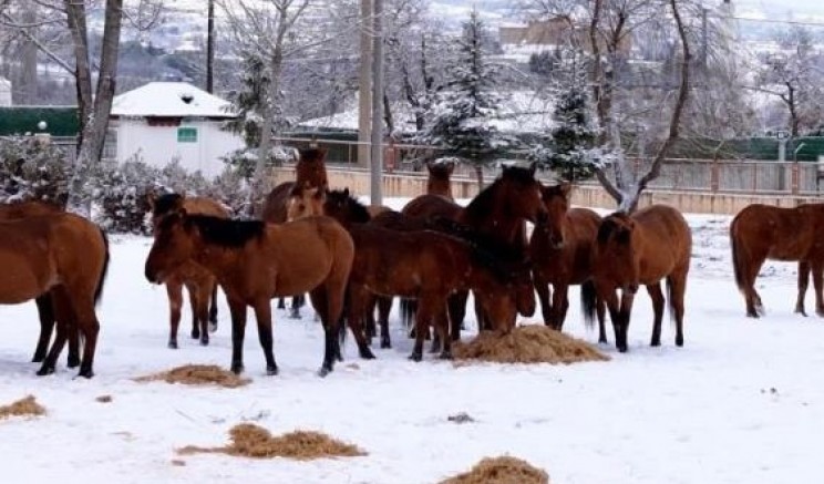Yılkı atlarını belediye ekipleri besledi
