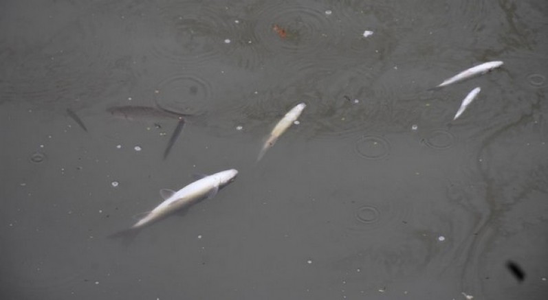 Yüzeye çıkan balıklar ölüyor