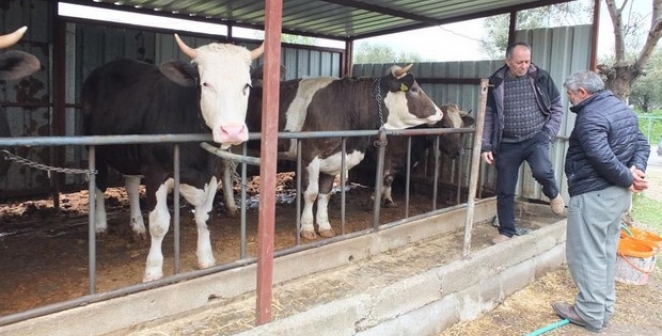 Balıkesir’de kurbanlık satışları başladı