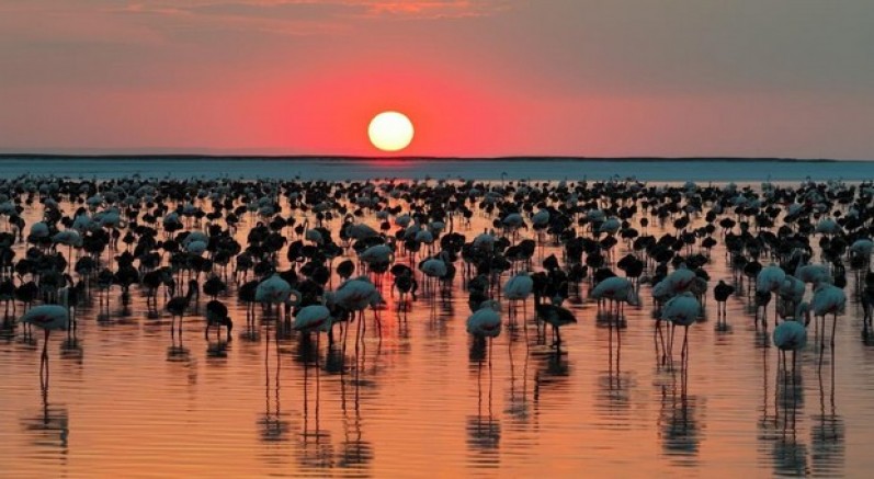 12 bin 800 yavru flamingo Tuz Gölü’nde yaşam buldu