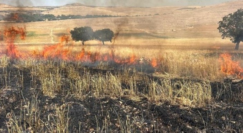 200 dönüm buğday küle döndü