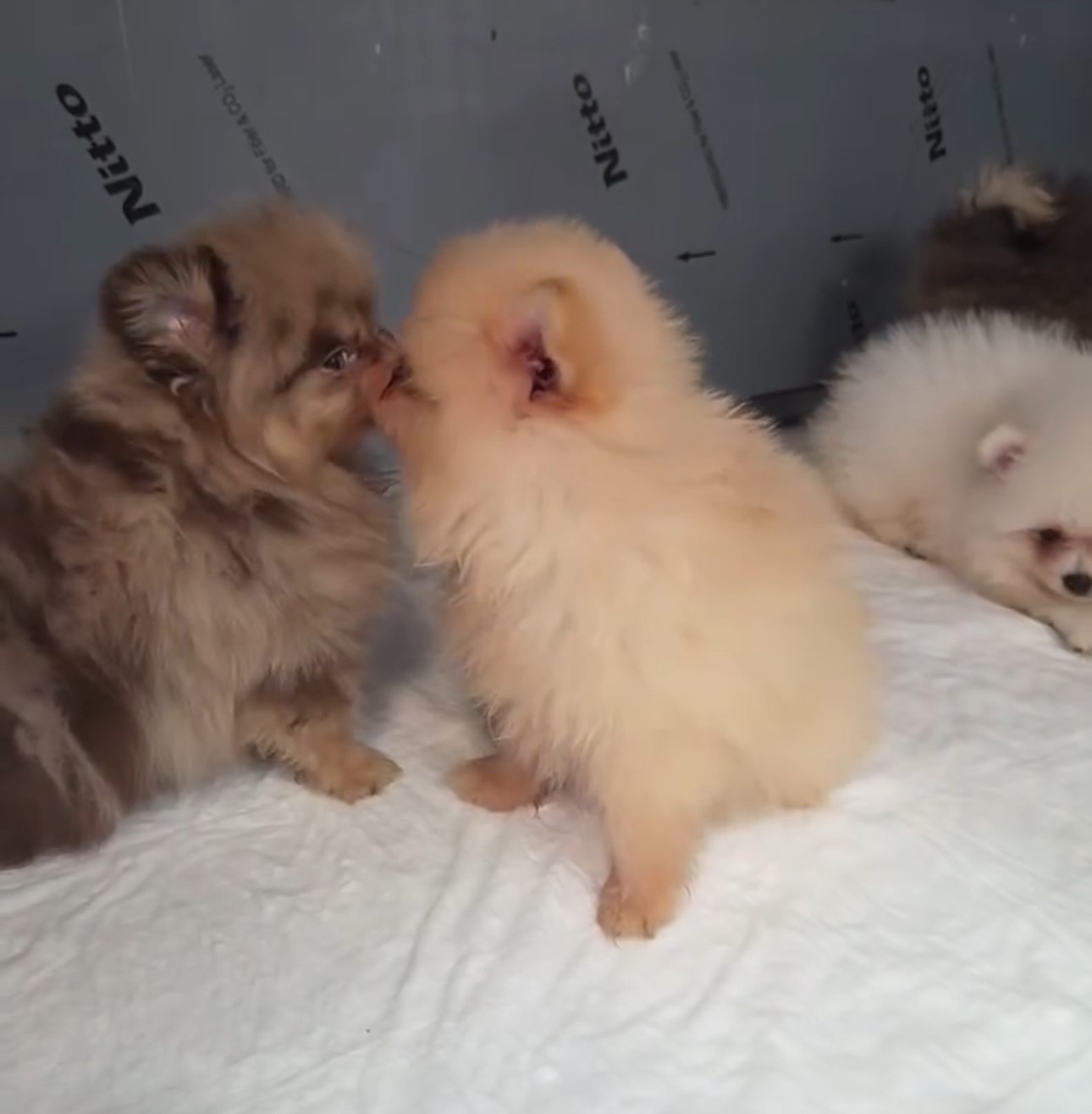 Yurda sokulmak istenen 5 yavru köpek ele geçirildi