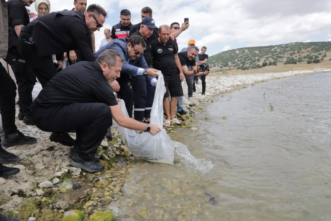 Porsuk Barajı Göleti’ne 107 bin 500 balık yavrusu bırakıldı