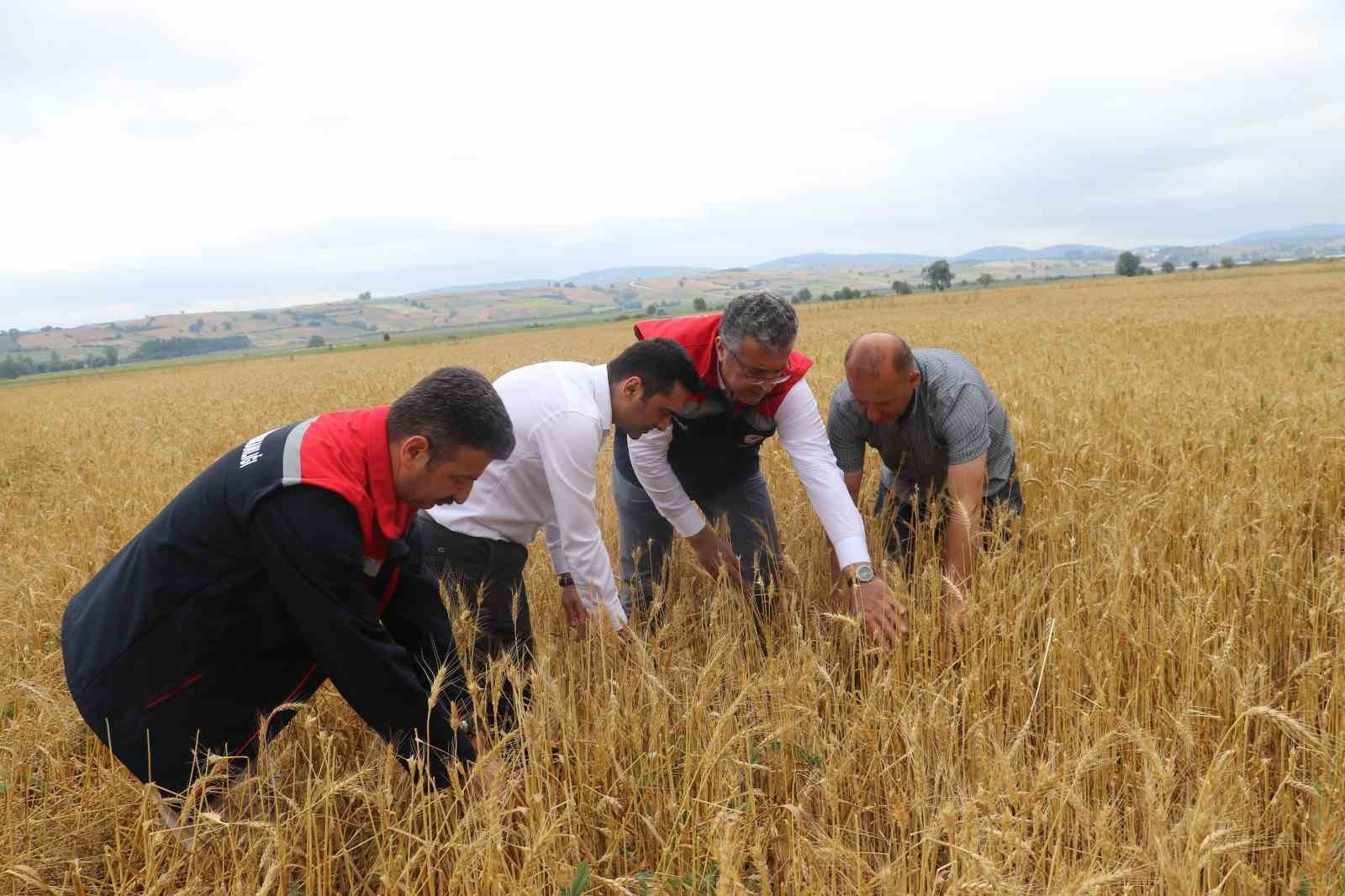 Dolu afetinde 40 bin dekar tarım arazisi olumsuz etkilendi