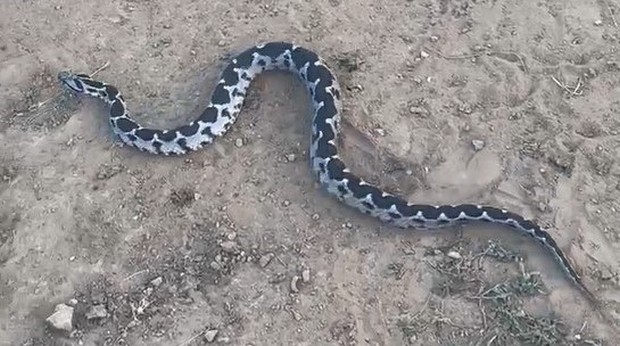 Engerek yılanının ısırdığı kadın Manisa’ya sevk edildi