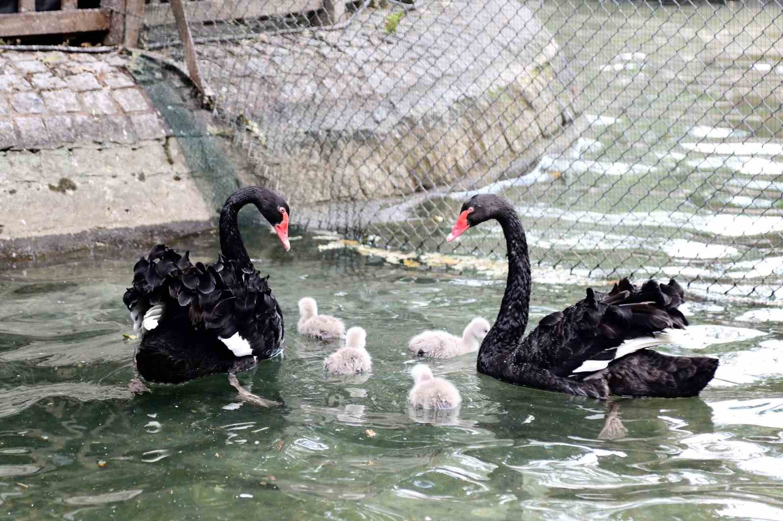 Kuğulu Park yavru kuğularıyla ilgi çekiyor