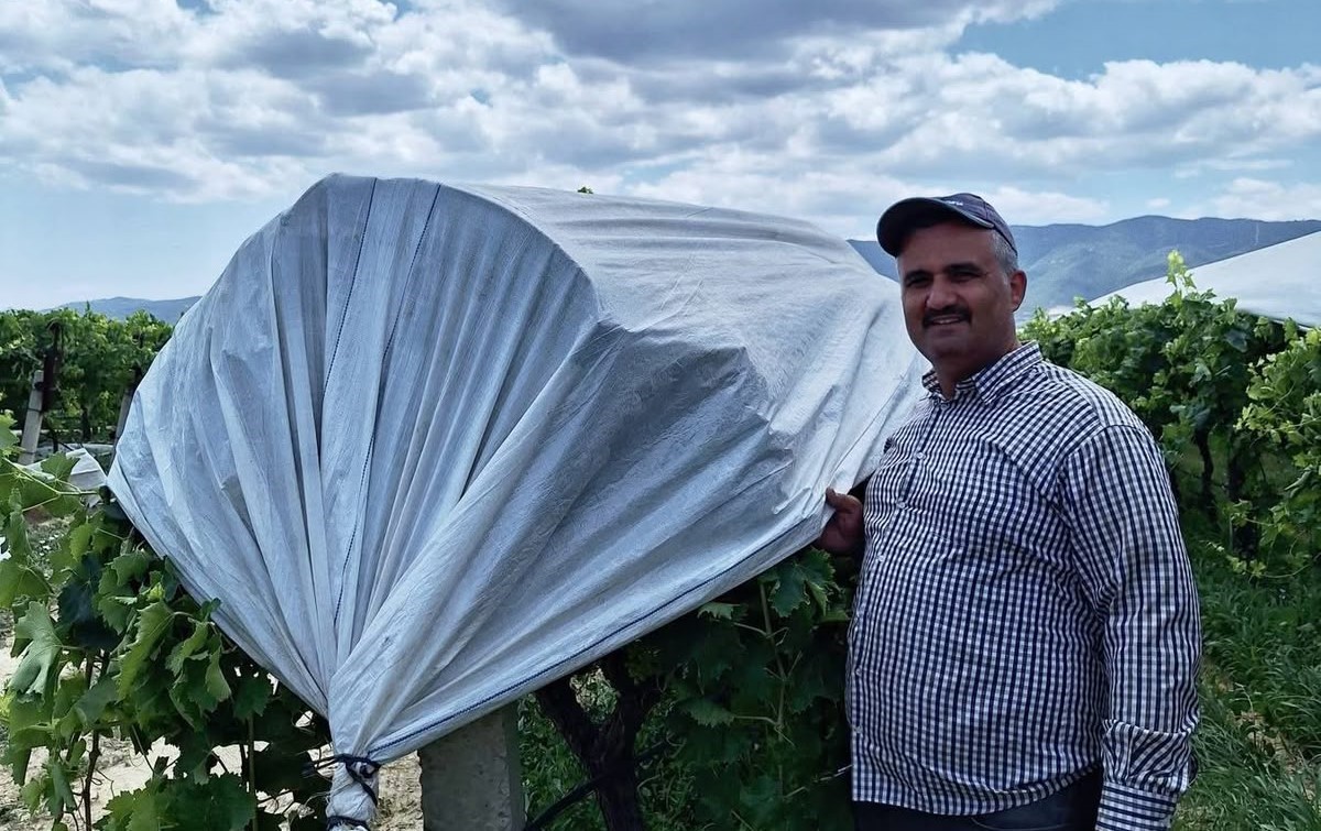 Sarıgöl Ovası üzüm için beyaza büründü