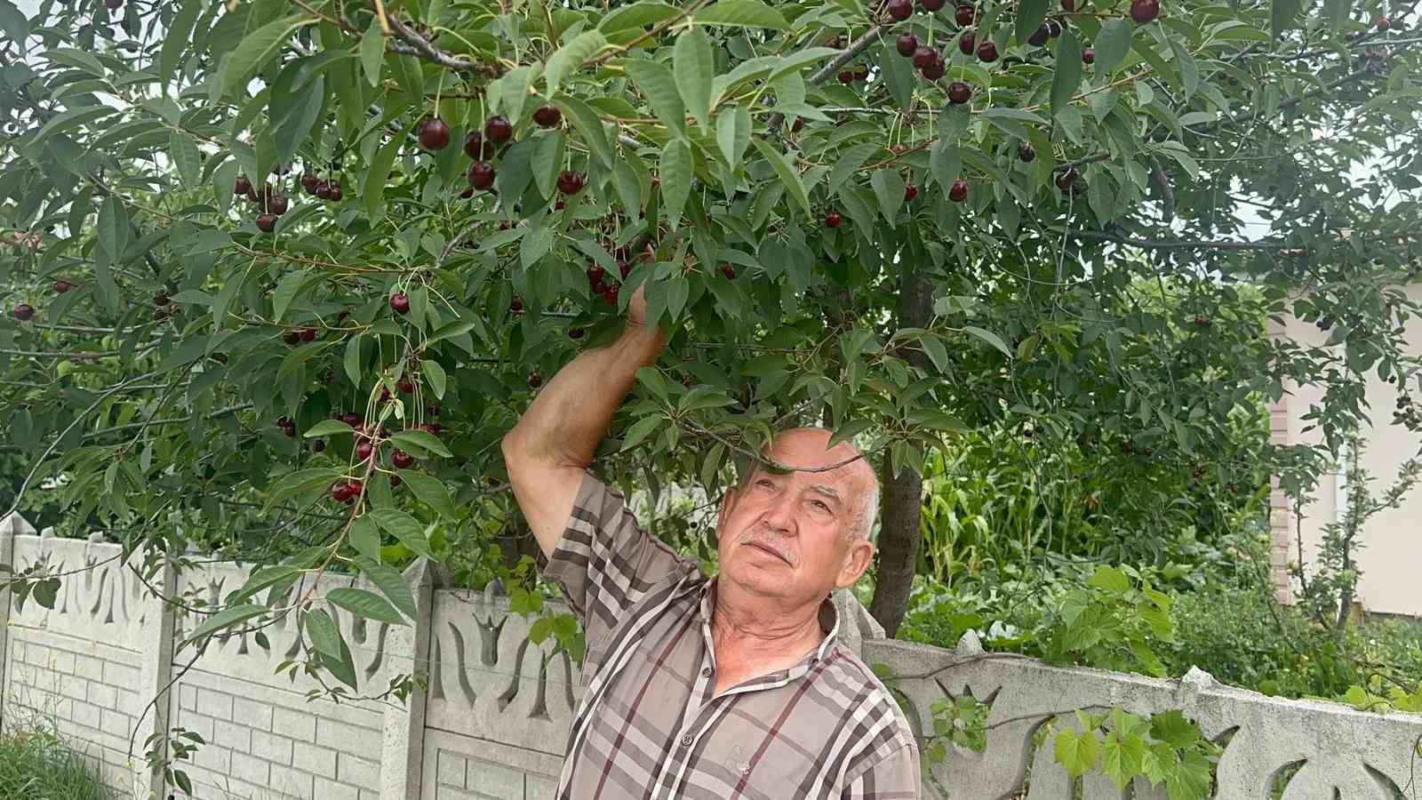Yüksek aroma tercihi Sultandağı vişnesini değerli yaptı