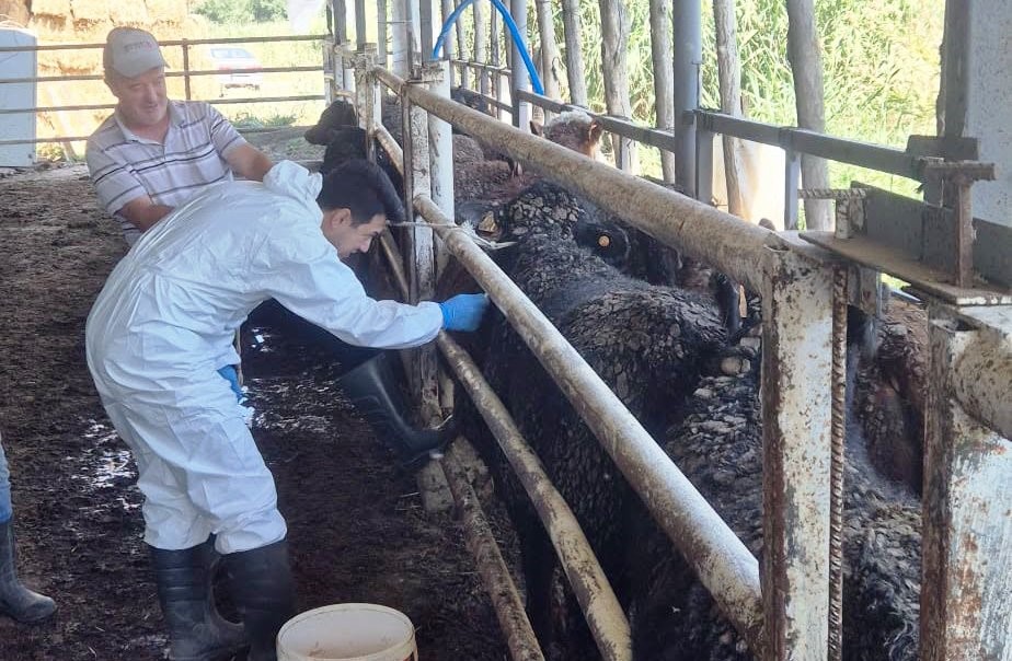 Uruguay’dan getirilen sığırlar Simav’da kontrolden geçiyor