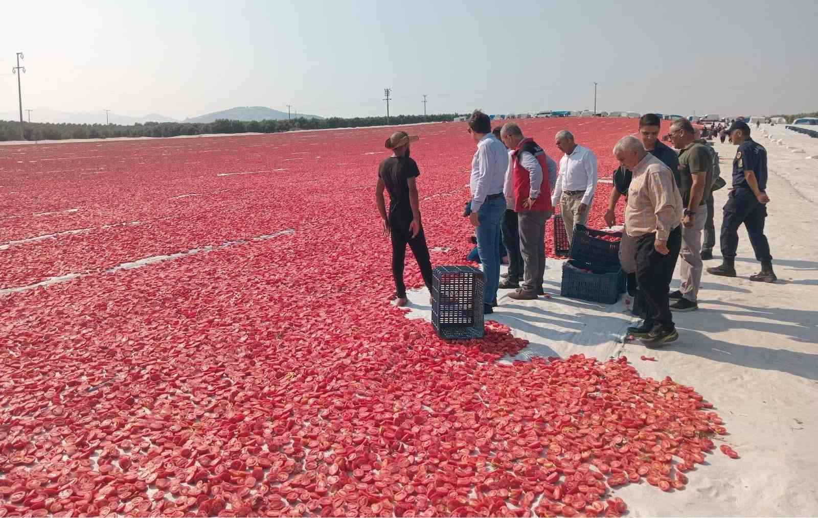 Saruhanlı’da bin 500 ton kuru domates ihraç ediliyor