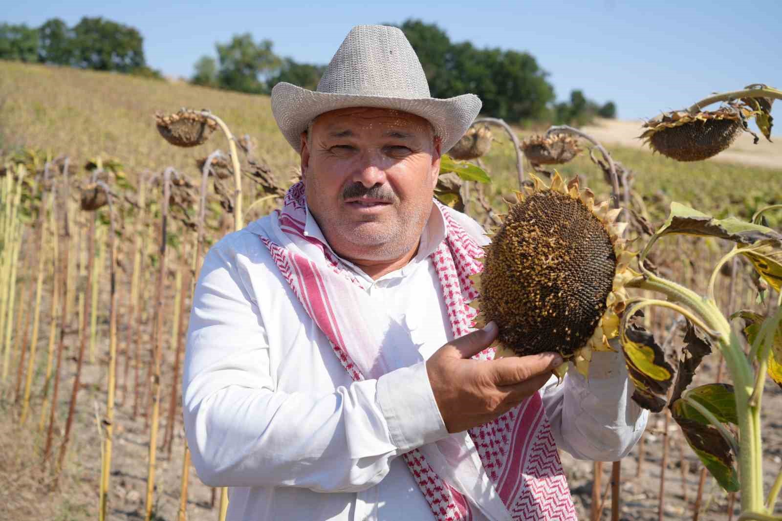 Ayçiçeği üreticisinin yüzü bu yıl verimle güldü