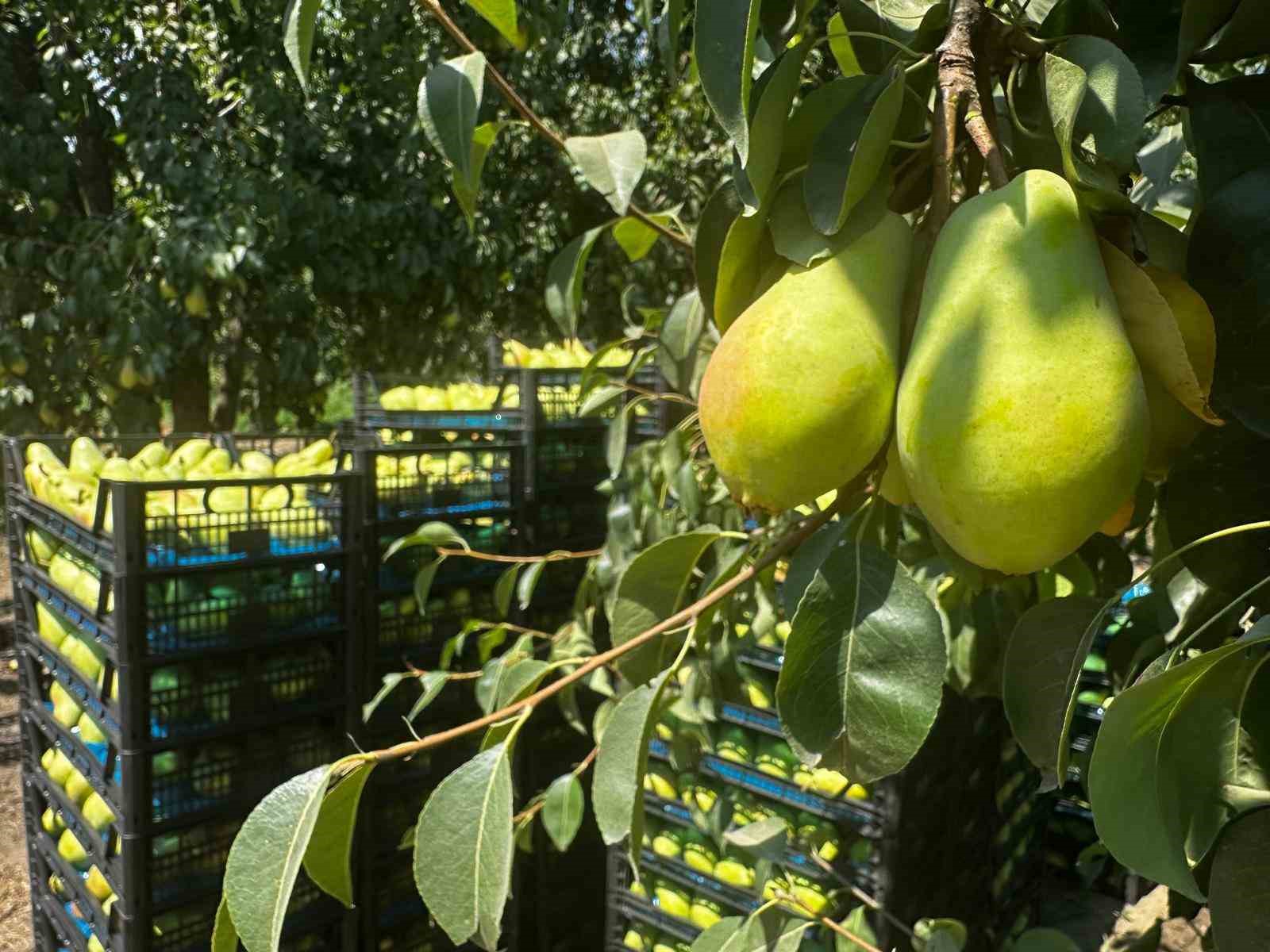 İtalyanlar bıraktı, armutta Gürsu bu yıl rekora gidiyor