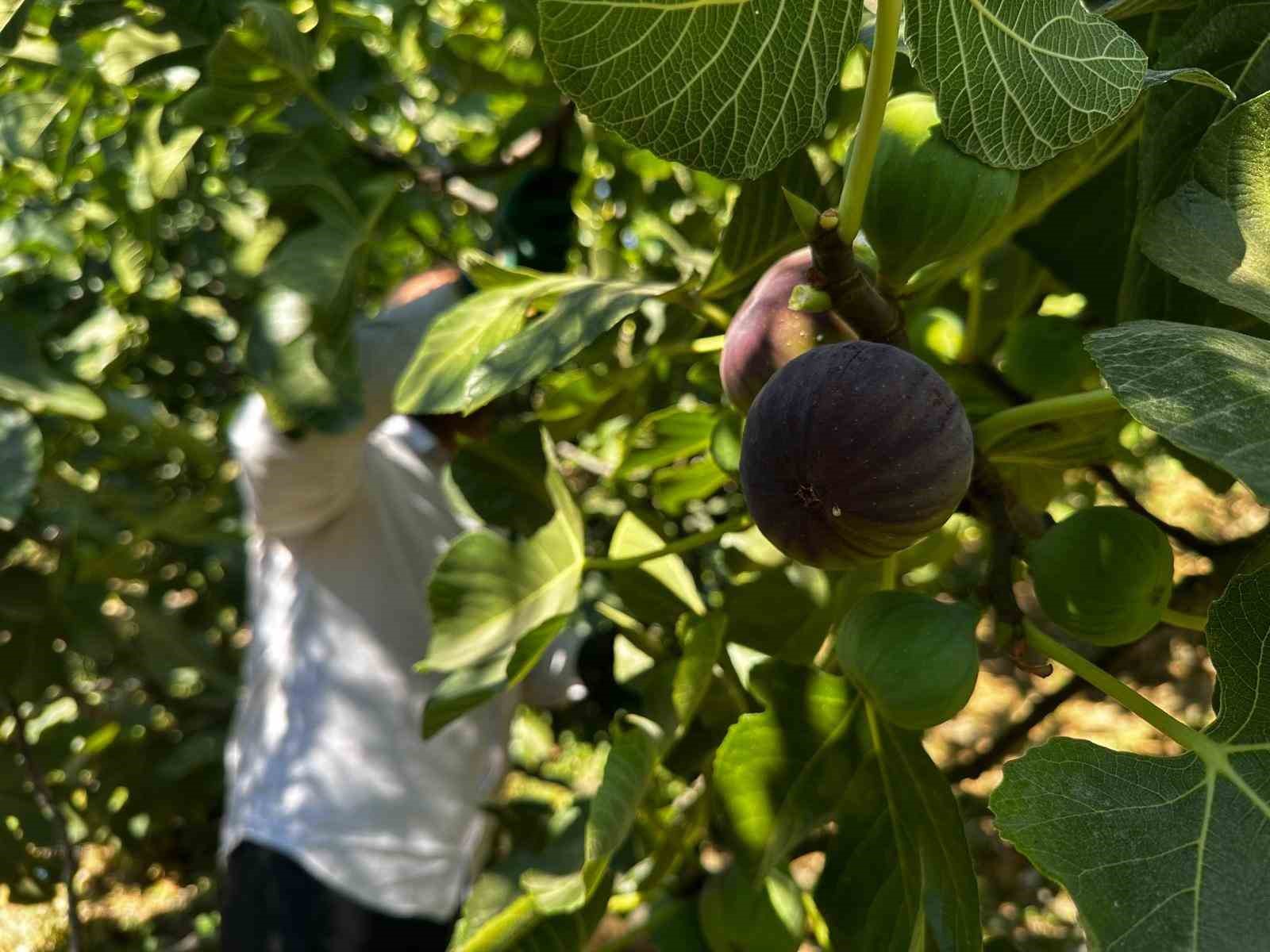 "Bursa Siyahı" incirinde hasat başladı