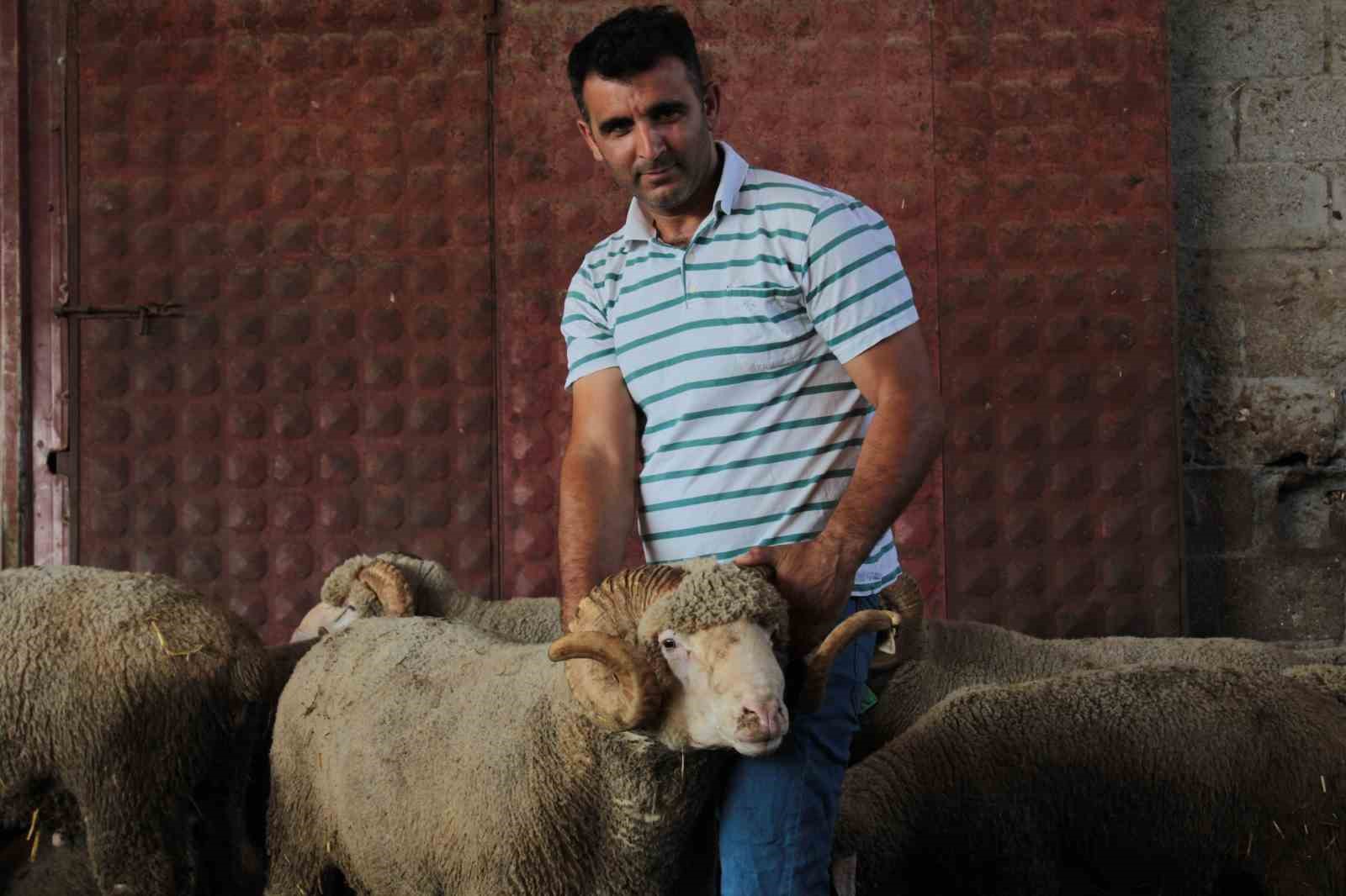 Milyonluk yerli koçun erkek üçüz yavrusu oldu
