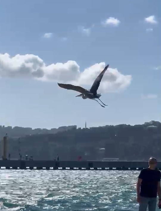 Balıkçıl kuşu vatandaşların ilgi odağı oldu