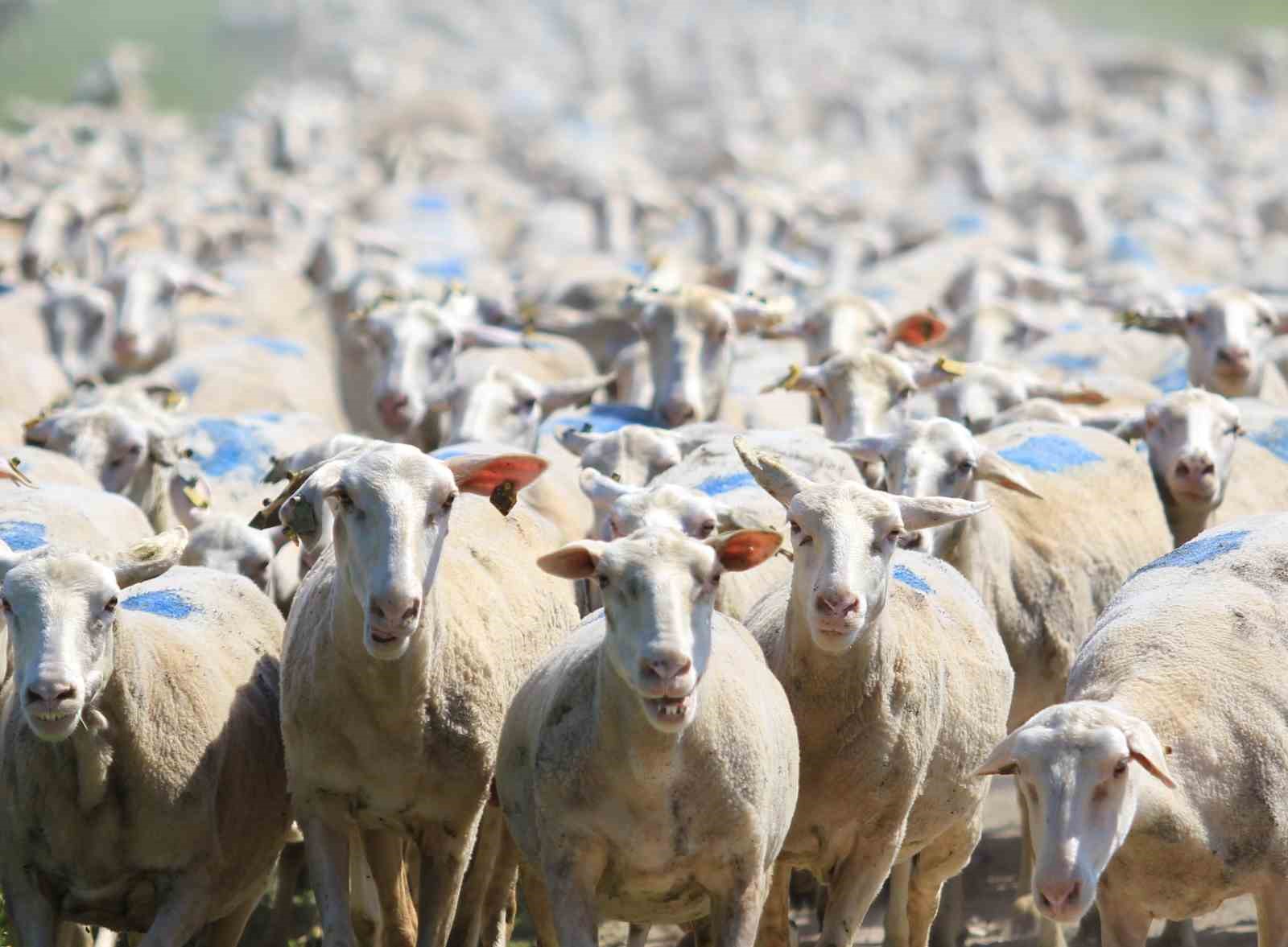 18 bin 393 gebe düve, 9 bin 800 küçükbaş dağıtıldı
