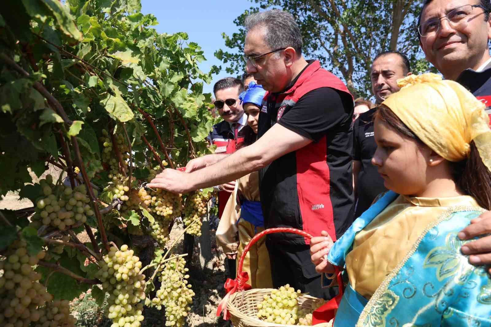 Gökçeada’da çekirdeksiz üzüm hasadı
