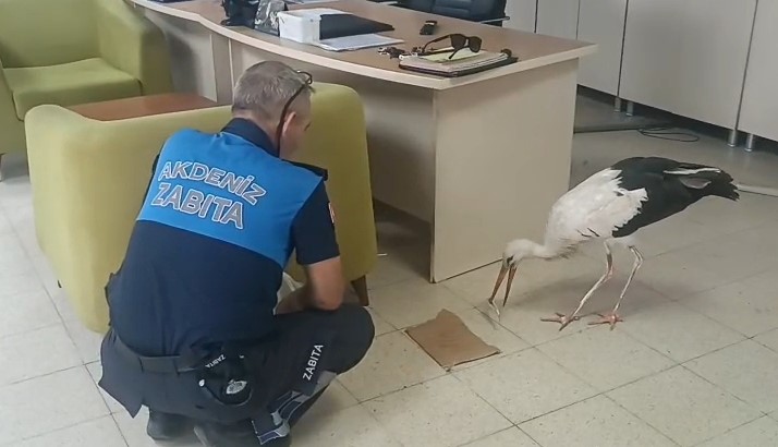Yaralı leylek koruma altına alındı