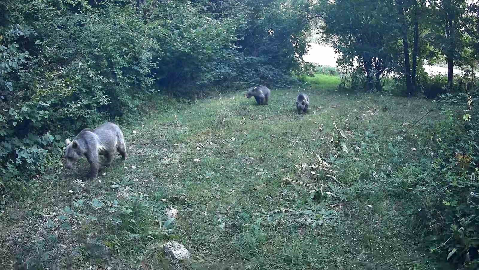 Bolu ormanlarında yaban hayvanları fotokapanlara yansıdı
