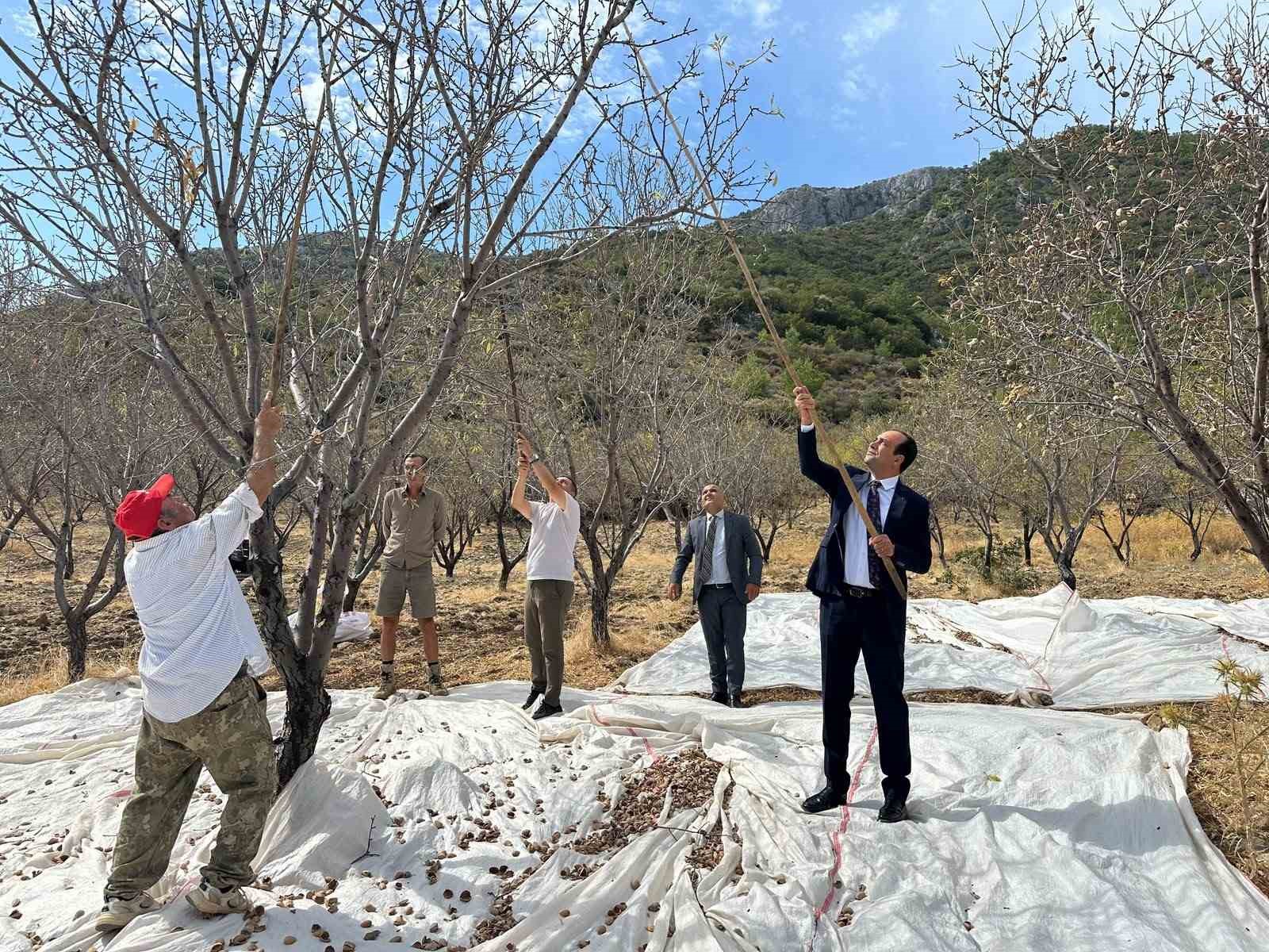 Datça’da bademde hasat devam ediyor