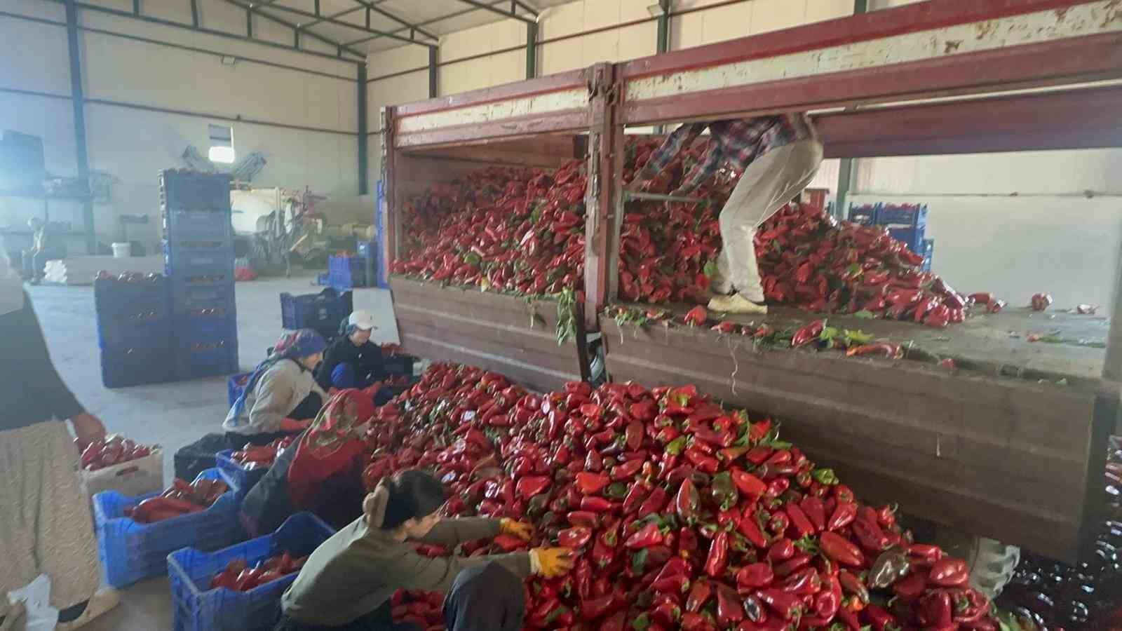 Karacabey biberi salça yapımında revaçta