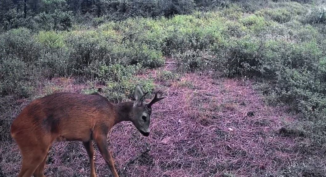 Ganos Dağları’nda karacalar fotokapana yakalandı