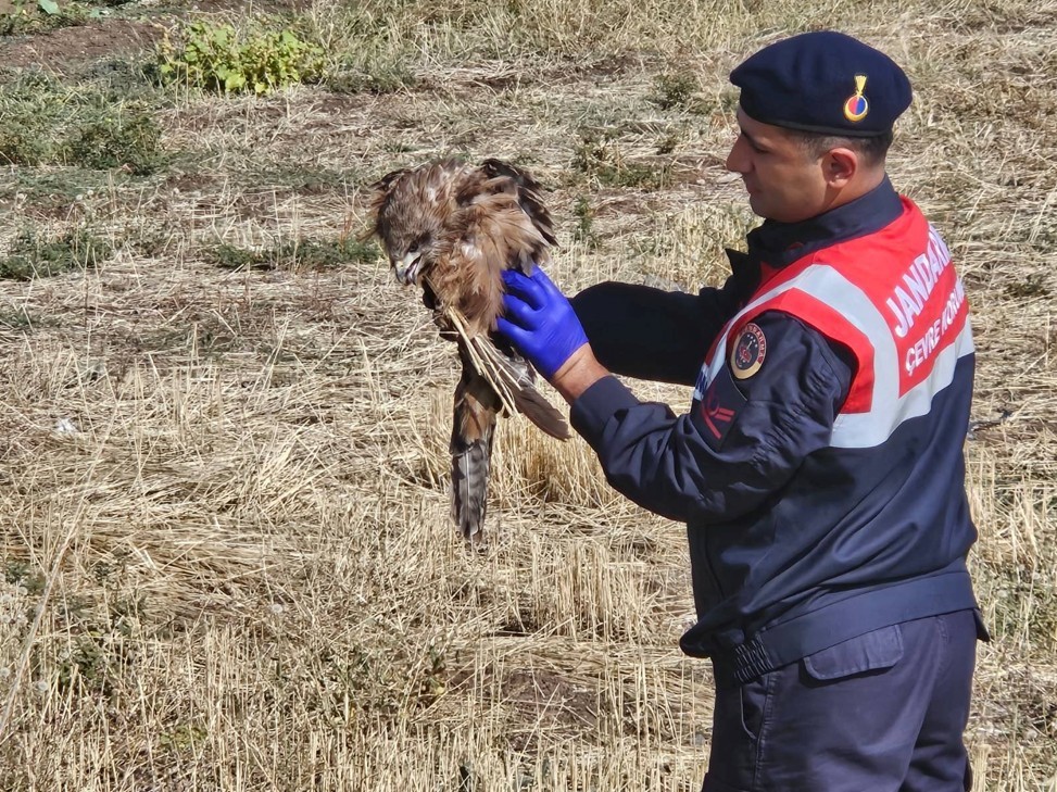 Muş’ta yaralı kızıl şahine jandarma eli