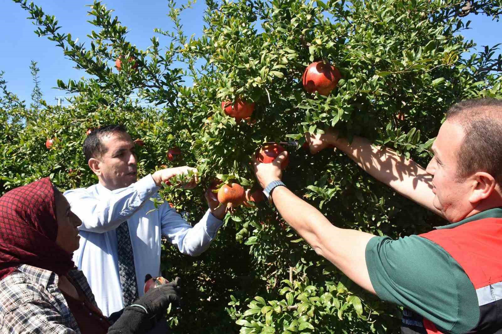 Muğla Ortaca’da Nar hasadı başladı