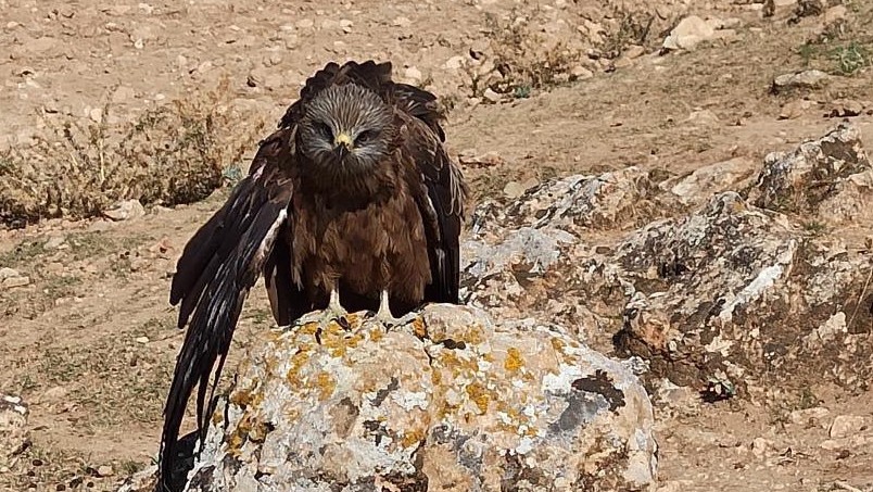 Elazığ’da yaralı ve bitkin çaylak kuşu bulundu