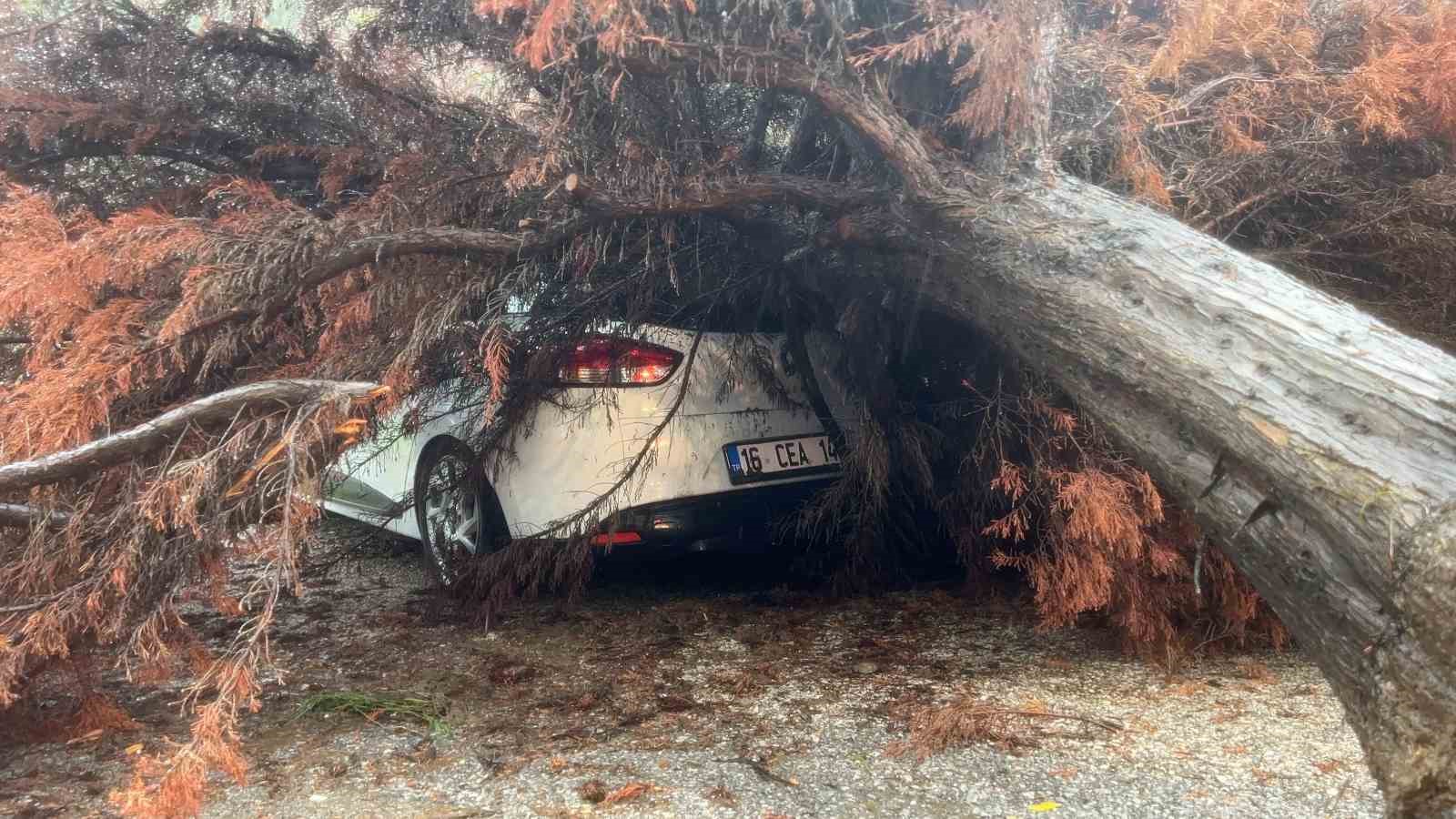 Sağanak yağış ağacı devirdi, otomobilin üzerine düştü