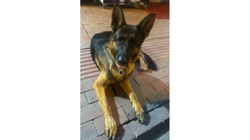3 yaşındaki Alman Kurdu kayboldu...Bulana ödül verilecek